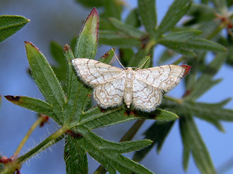 Geometridae da ID - Idaea moniliata